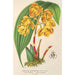 Houlletia chrysantha - Charles Antoine Lemaire — Ansicht des Kunstwerks