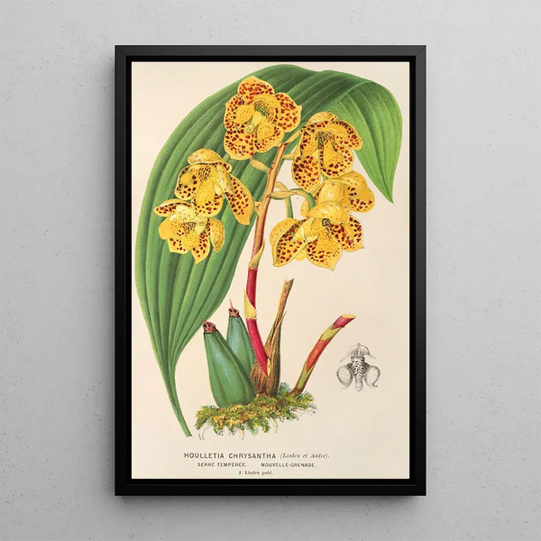 Charles Antoine Lemaire - Houlletia chrysantha.webp