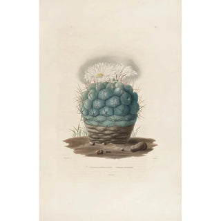 Charles Antoine Lemaire - Iconographie descriptive des cactees Pl02.webp