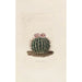 Iconographie descriptive des cactées Pl03 - Charles Antoine Lemaire — Ansicht des Kunstwerks