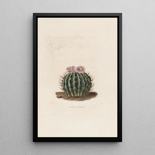 Charles Antoine Lemaire - Iconographie descriptive des cactees Pl03.webp