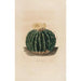 Iconographie descriptive des cactées Pl10 - Charles Antoine Lemaire — Ansicht des Kunstwerks