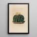 Iconographie descriptive des cactées Pl10 - Charles Antoine Lemaire — gerahmtes Bild an der Wand