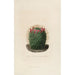 Iconographie descriptive des cactus Pl12 - Charles Antoine Lemaire — Ansicht des Kunstwerks