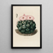 Reproduktion des Gemäldes Iconographie descriptive des cactus Pl14 - Charles Antoine Lemaire