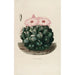 Reproduktion des Gemäldes Iconographie descriptive des cactus Pl14 - Charles Antoine Lemaire