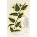 Ilex aquifolium - Charles Antoine Lemaire — Ansicht des Kunstwerks
