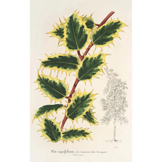 Charles Antoine Lemaire - Ilex aquifolium.webp