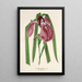 Iris Kaempferi Siebold - Charles Antoine Lemaire — gerahmtes Bild an der Wand