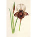 Iris iberica - Charles Antoine Lemaire — Ansicht des Kunstwerks