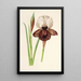 Iris iberica - Charles Antoine Lemaire — gerahmtes Bild an der Wand