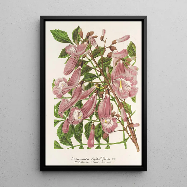 Charles Antoine Lemaire - Jacaranda digitaliflora.webp