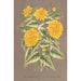 Reproduktion des Gemäldes Kerria japonica var fol argenteovariegatis - Charles Antoine Lemaire