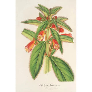 Charles Antoine Lemaire - Kohleria lanata.webp