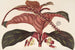 Ledenbergia roseonea - Charles Antoine Lemaire — Ansicht des Kunstwerks