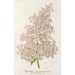 Reproduktion des Gemäldes Lilas Ambroise Verschaffelt - Charles Antoine Lemaire