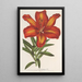 Lilium formosum - Charles Antoine Lemaire — gerahmtes Bild an der Wand