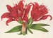 Lilium fulgens Ch Morr var staminosum - Charles Antoine Lemaire — Ansicht des Kunstwerks