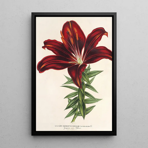 Charles Antoine Lemaire - Lilium hmatochroum hybridum.webp