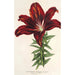 Reproduktion des Gemäldes Lilium haematochroum hybridum - Charles Antoine Lemaire
