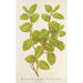 Reproduktion des Gemäldes Lonicera brachypoda var fol aureovariegatis - Charles Antoine Lemaire
