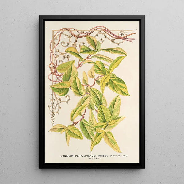 Charles Antoine Lemaire - Lonicera peryclimenum aureum.webp