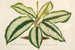 Maranta Baraquinii - Charles Antoine Lemaire — Ansicht des Kunstwerks
