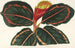 Maranta Roseo-Picta - Charles Antoine Lemaire — Ansicht des Kunstwerks
