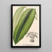 Maranta smaragdina - Charles Antoine Lemaire — Ansicht des Kunstwerks