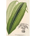 Maranta smaragdina - Charles Antoine Lemaire — gerahmtes Bild an der Wand