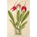 Masdevallia Lindeni - Charles Antoine Lemaire — Ansicht des Kunstwerks