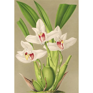 Charles Antoine Lemaire - Maxillaria grandiflora.webp