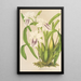 Miltonia cereola - Charles Antoine Lemaire — gerahmtes Bild an der Wand