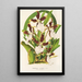 Miltonia cuneata - Charles Antoine Lemaire — gerahmtes Bild an der Wand