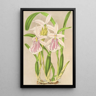 Charles Antoine Lemaire - Miltonia rosea.webp