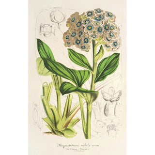 Charles Antoine Lemaire - Myosotidium nobile.webp