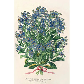 Charles Antoine Lemaire - Myosotis Impratrice Elisabeth semperllorens.webp