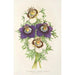 Reproduktion des Gemäldes Nigella hispanica Variétés de la - Charles Antoine Lemaire