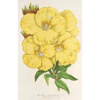 Charles Antoine Lemaire - OEnothera Lamarckiana.webp