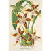Reproduktion des Gemäldes Odontoglossum hallii - Charles Antoine Lemaire