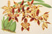 Odontoglossum luteopurpureum var. sceptrum - Charles Antoine Lemaire — Ansicht des Kunstwerks