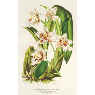 Charles Antoine Lemaire - Odontoglossum maxillare.webp