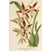 Reproduktion des Gemäldes Odontoglossum nevadense - Charles Antoine Lemaire