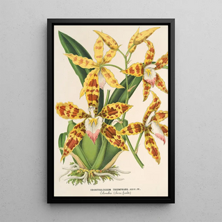 Charles Antoine Lemaire - Odontoglossum triumphans.webp