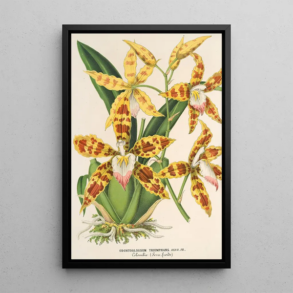 Charles Antoine Lemaire - Odontoglossum triumphans.webp