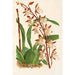 Reproduktion des Gemäldes Odontoglossum bictoniense - Charles Antoine Lemaire