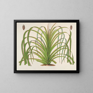 Pandanus mauritianus - Charles Antoine Lemaire — gerahmtes Bild an der Wand