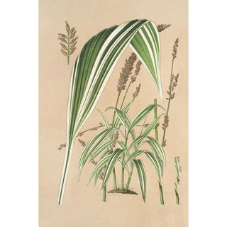 Charles Antoine Lemaire - Panicum plicatum fol niveovittatis.webp