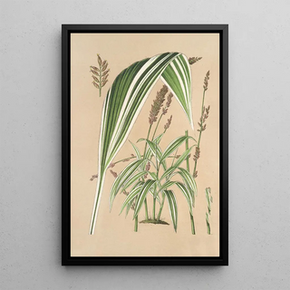 Charles Antoine Lemaire - Panicum plicatum fol niveovittatis.webp