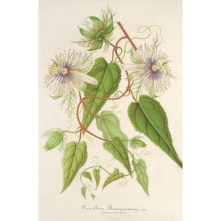 Charles Antoine Lemaire - Passiflora Baraquiniana.webp